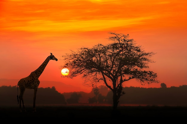 Roter Sonnenuntergang mit silhouettiertem afrikanischem Akazienbaum und einer Giraffe.