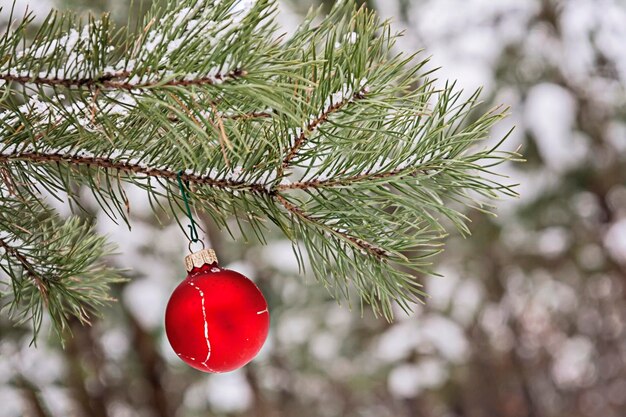 Roter Spielzeugball hängt an einem schneebedeckten Ast