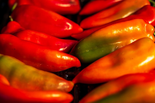 Roter süßer Kapia-Paprika auf dem Grill