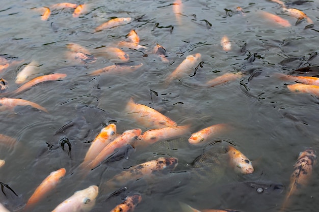 Roter Tilapia-Fisch im Teich