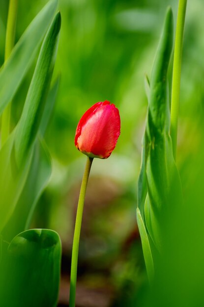 Roter Tulpengarten