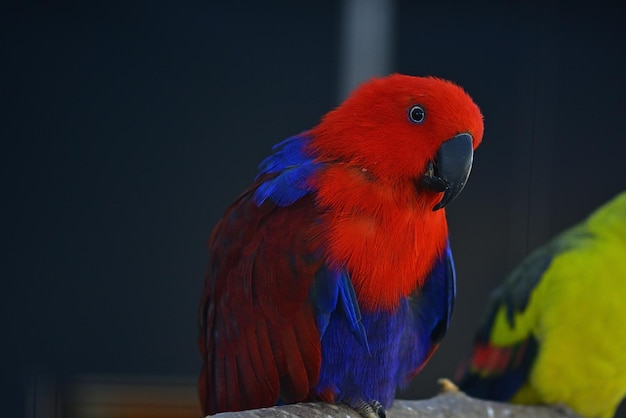 roter und blauer Ara