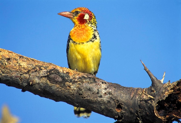 Roter und gelber Barbet Trachyphonus erythrocephalus Samburu National Reserve Kenia