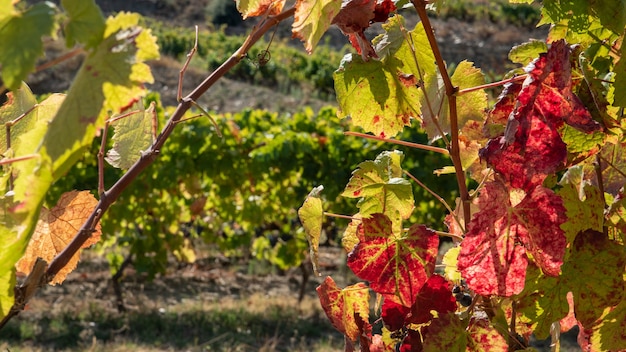 Roter und grüner Weinlaubherbst