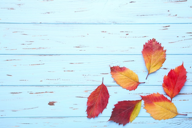 Roter und orange Herbstlaub auf einem blauen Tabellenhintergrund