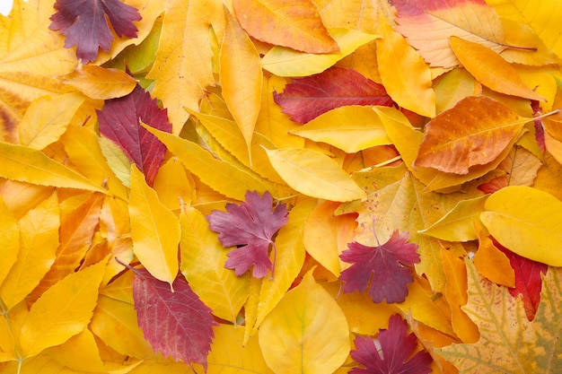 Roter und orange Herbstlaubhintergrund. Erntedankfest