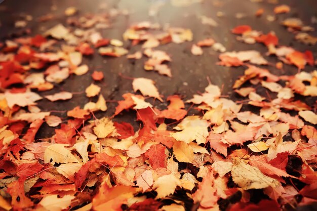 Roter und orange Herbstlaubhintergrund