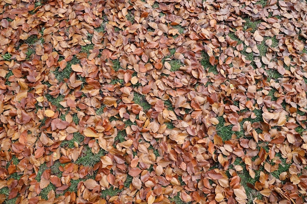 Foto roter und orangefarbener herbstblatt-hintergrund im freien farbiges hintergrundbild von herbstlichen herbstblättern perfekt für saisonale verwendung