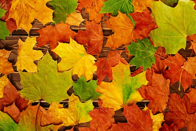 Roter und orangefarbener Hintergrund von Herbstahornblättern und -eicheln. Ansicht von oben. ein Platz für Ihren Text.