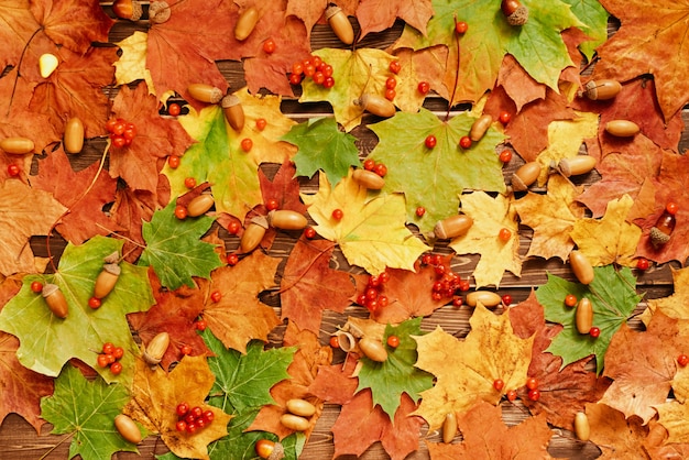 Roter und orangefarbener Hintergrund von Herbstahornblättern und -eicheln. Ansicht von oben. ein Platz für Ihren Text.