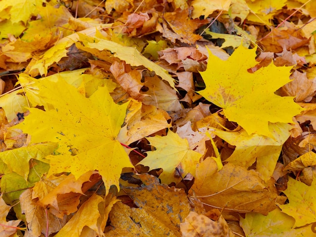 Roter und oranger Herbstlaubhintergrund im Freien