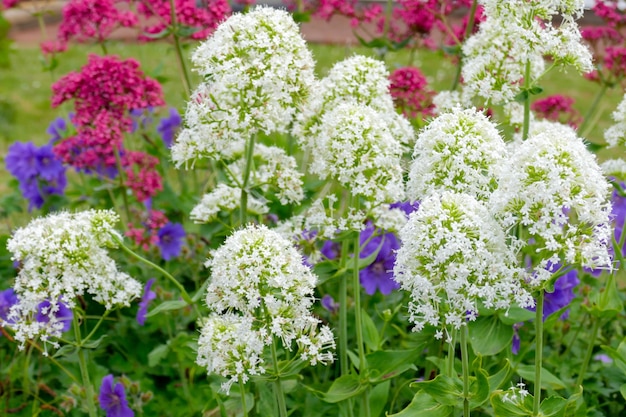 Roter und weißer Baldrian (Centranthus ruber)