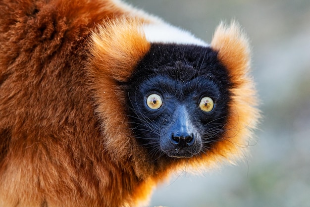 Roter Vari-Affe Säugetier und Säugetiere Landwelt und Fauna Tierwelt und Zoologie