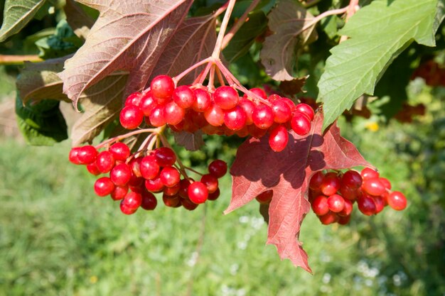 Roter Viburnum auf einem Ast im Garten an einem sonnigen Tag Makro-Nahaufnahme