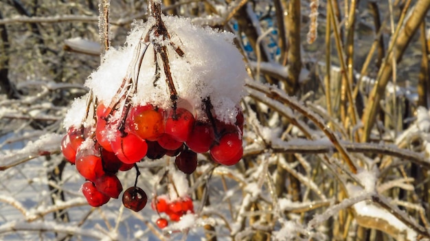 Roter Viburnum im Schnee auf einem Ast im kalten Winter