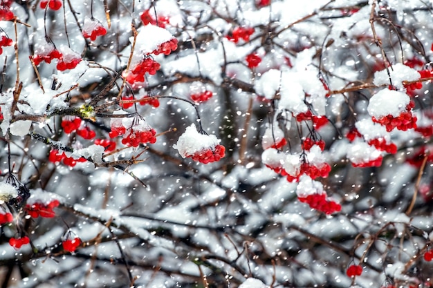 Roter Viburnum während eines starken Schneefalls, Winterhintergrund