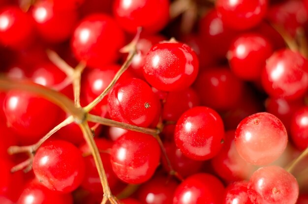 roter Viburnum