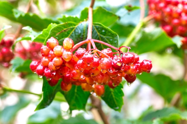 Roter Viburnumzweig im Garten Viburnumbeeren mit Regentropfen