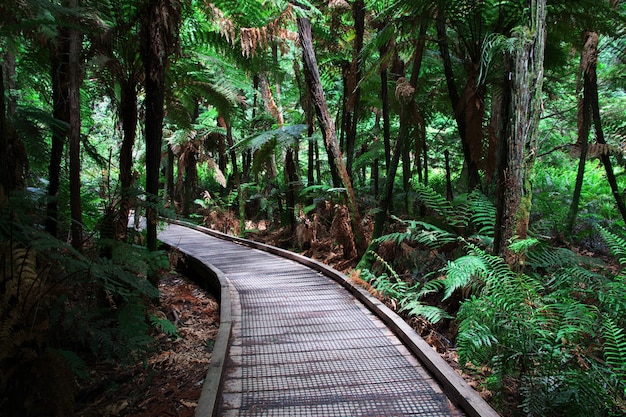 Roter Wald in Rotorua, Neuseeland