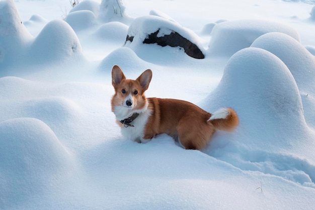 Roter walisischer Corgi-Pembroke mit Schneeverwehungen aus weißem Neuschnee im Winter. Porträt eines Hundes.