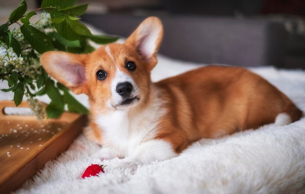 Roter walisischer Corgi Pembroke Welpe zu Hause mit Erdbeeren