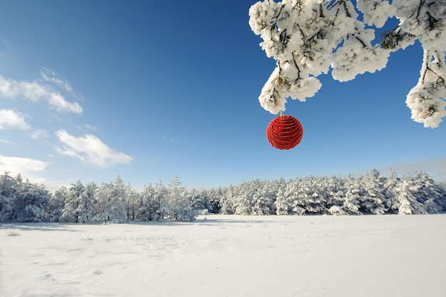 Roter Weihnachtsball auf einem schneebedeckten Baumast.