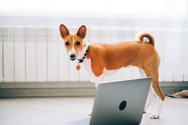 Roter weißer Basenji-Hund, der zu Hause nahe Laptop-Computer steht.