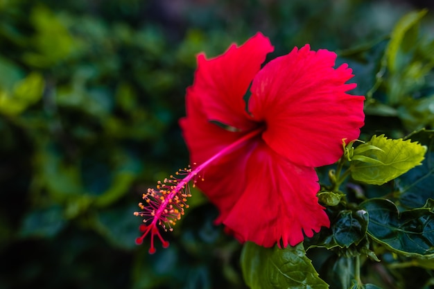 Roter wilder Hibiskus während der Blüte, Nahaufnahme.