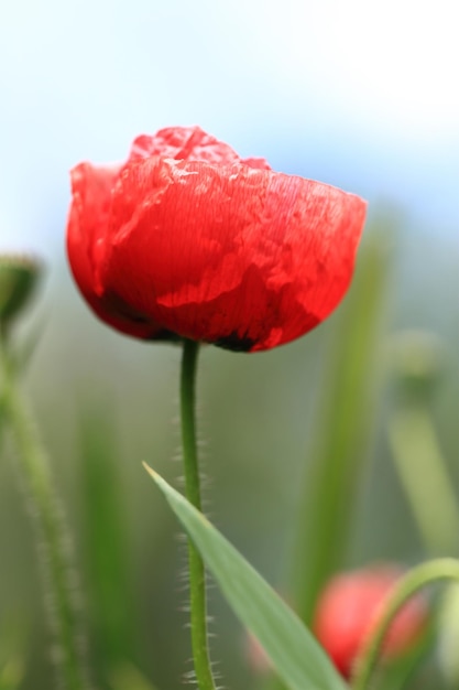 Roter wilder Mohn im Sommer