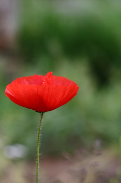 Roter wilder Mohn im Sommer