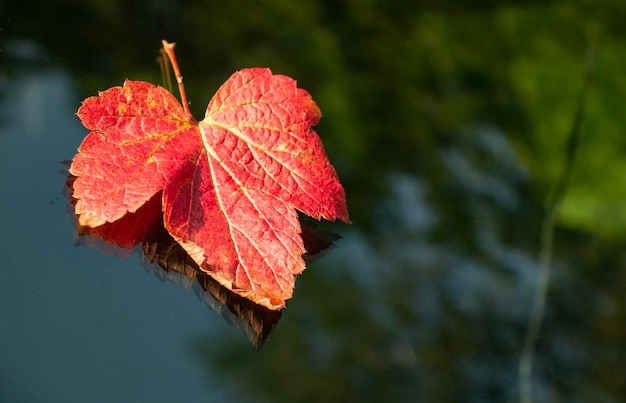 Rotes Ahornblatt auf Glasherbstreflexion