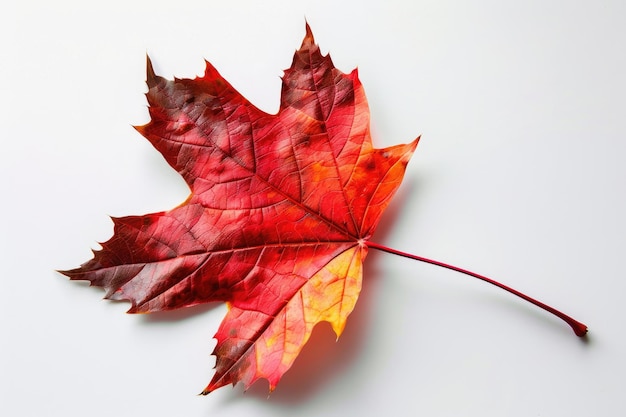 Rotes Ahornblatt Gefallenes Herbstblatt auf weißem Hintergrund Dekoratives botanisches Element