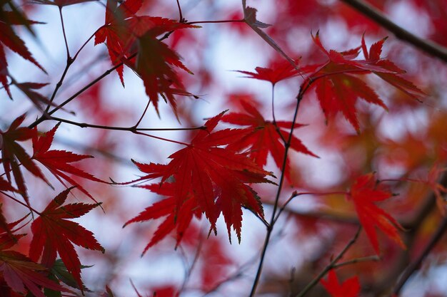 rotes Ahornblatt im Herbst