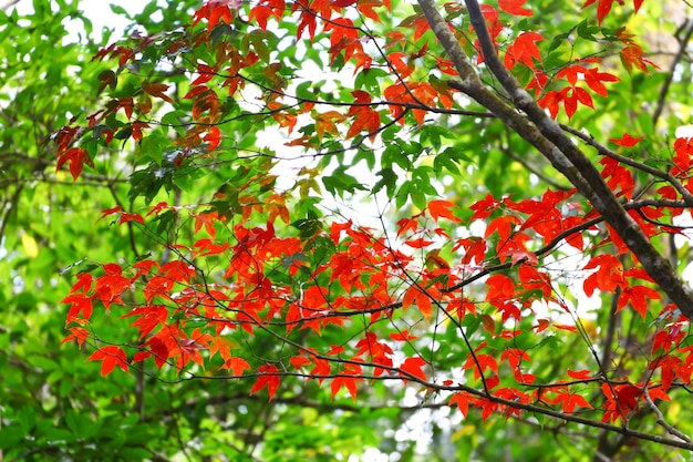 rotes Ahornblatt im Herbst