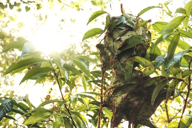 Rotes Ameisennest auf Baum in der Natur Harmonisch vom Tierkonzept