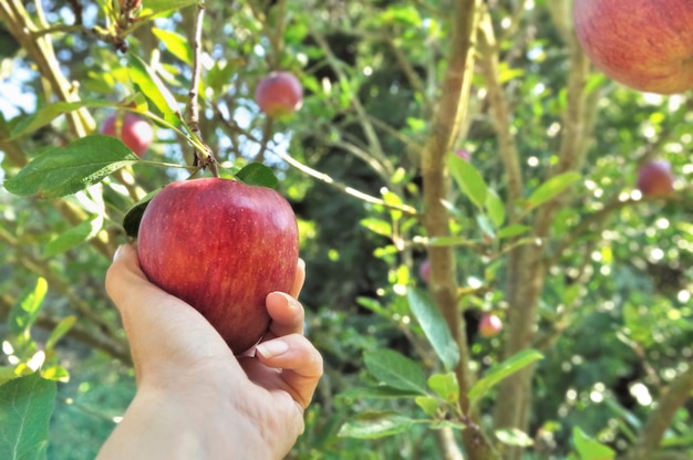 Rotes Apfelsammeln im Baum mit der Frauenhand