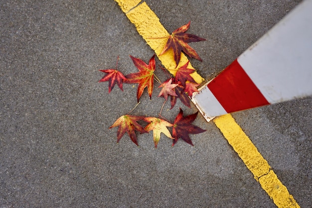 rotes Baumblatt mit Herbstfarben in der Natur, Herbstsaison