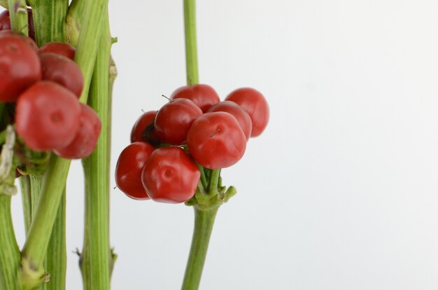 Rotes Beerenisolat auf weißem Hintergrund