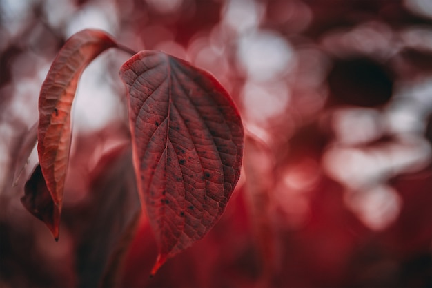 Rotes Blatt im Park