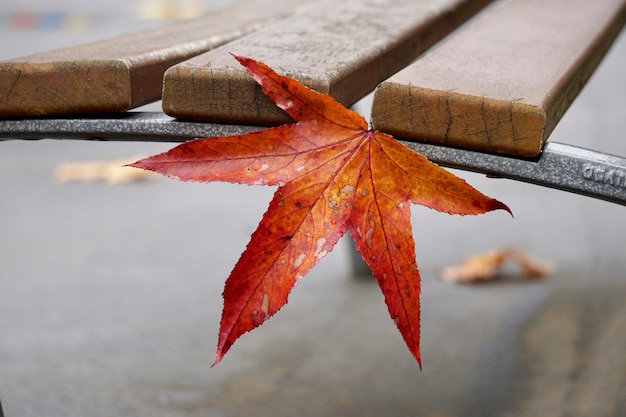 rotes Blatt mit Herbstfarben in der Natur, Herbstsaison