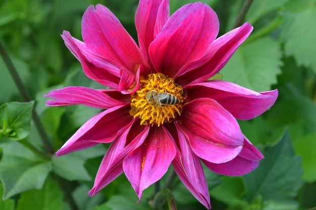 Rotes Blütenblatt Dahlie Rote Miniaturdahlie im Garten