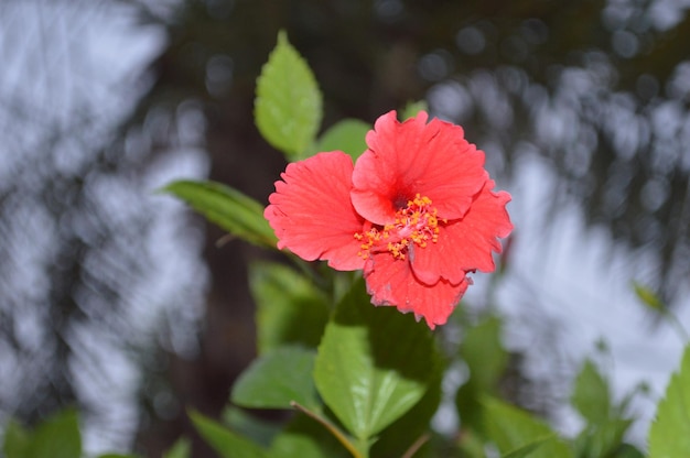 Foto rotes blumen-foto