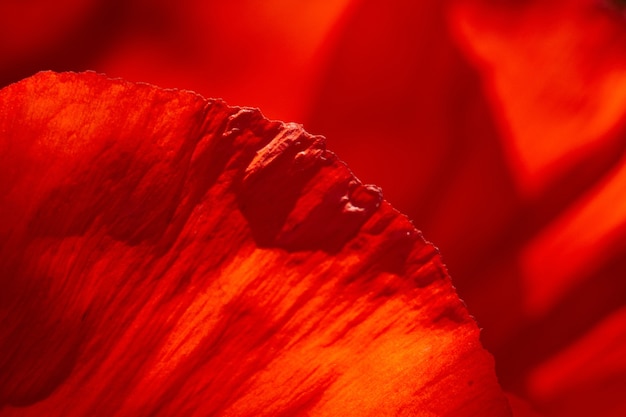 Foto rotes blumenblumenblatt füllte das sonnenlicht