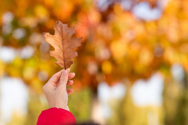 Rotes Eichenblatt in der Hand vor dem Hintergrund des gelben Herbstlaubs Herbstfarben