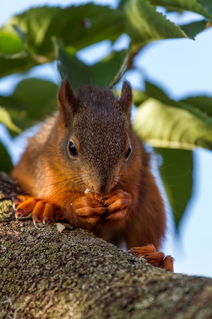 Foto rotes eichhörnchen, das auf dem baum steht und isst