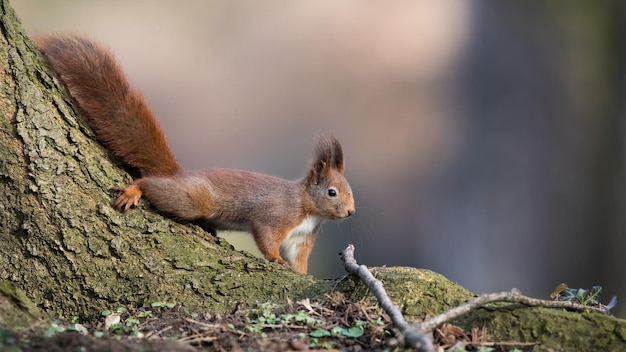 Rotes Eichhörnchen, das im Herbst auf Baum im Wald klettert