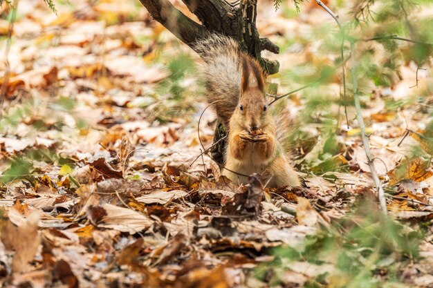 Rotes Eichhörnchen, das Nahrung in einem Herbstpark mit gelben Blättern isst