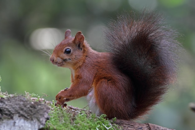 Rotes Eichhörnchen, ein süßes Tier, das im Wald lebt, gesehen in seinem natürlichen Lebensraum.