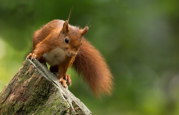 Rotes Eichhörnchen, ein süßes Tier, das im Wald lebt, gesehen in seinem natürlichen Lebensraum.