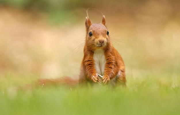 Rotes Eichhörnchen, ein süßes Tier, das im Wald lebt, gesehen in seinem natürlichen Lebensraum.